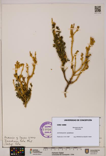 Baccharis tola [Espécimen: UDEC:CONC:0140563]