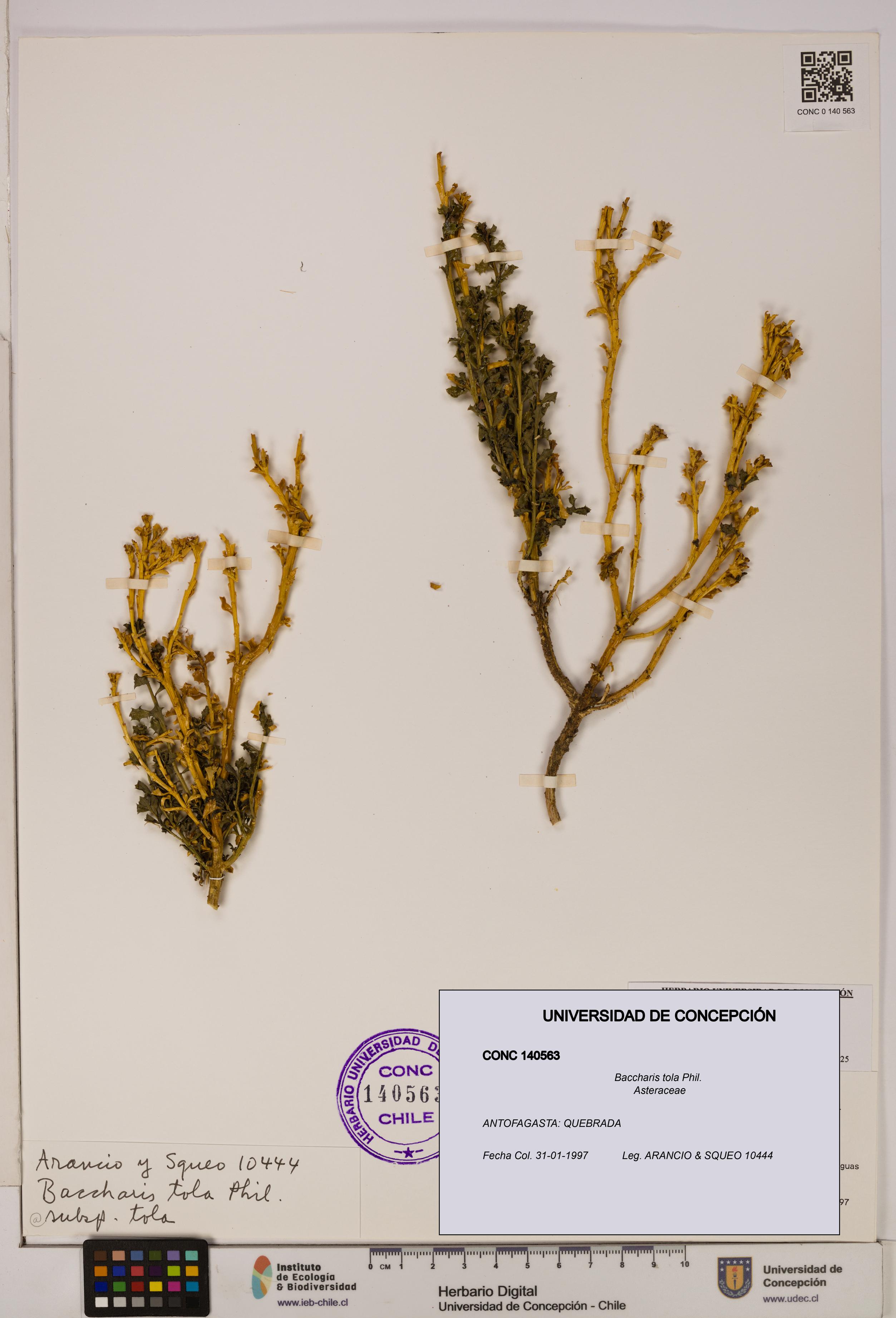 Baccharis tola [Espécimen: UDEC:CONC:0140563]