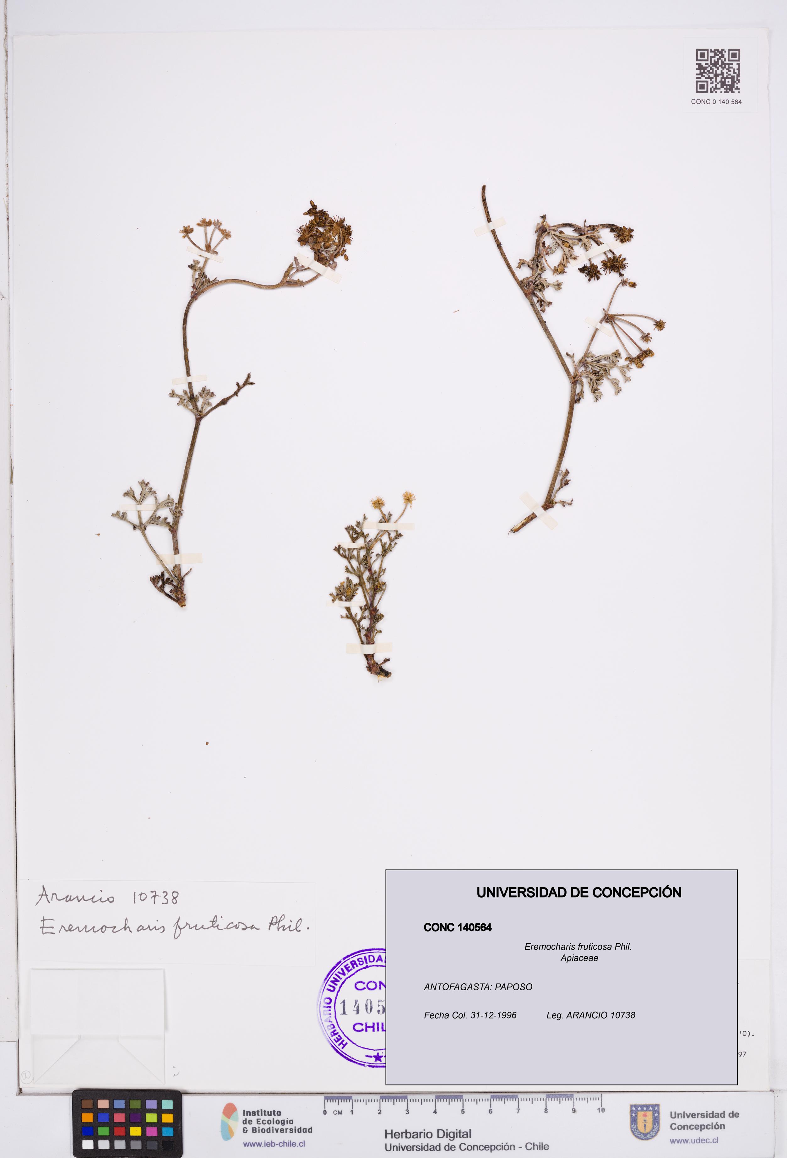 Eremocharis fruticosa [Espécimen: ]