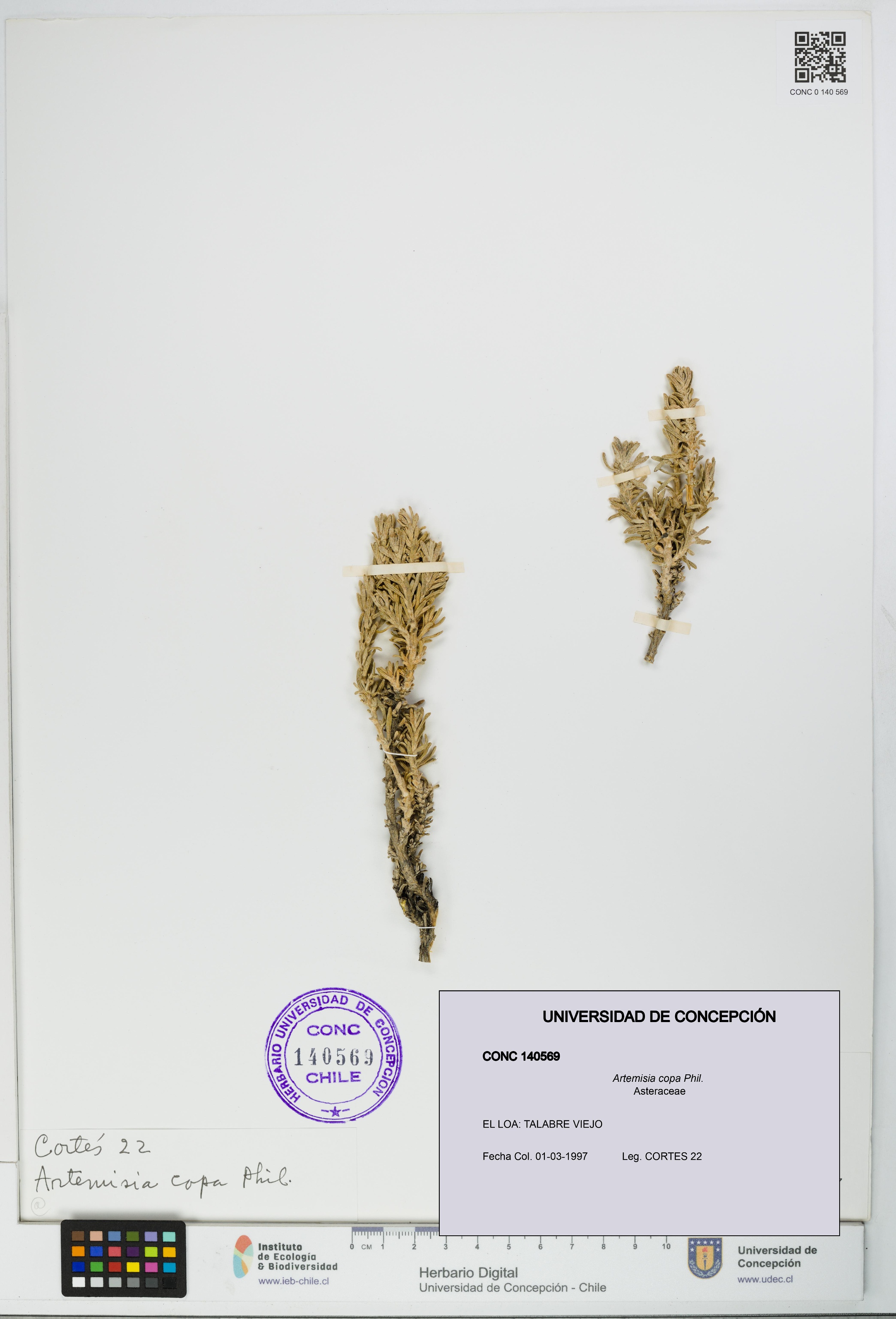 Artemisia copa [Espécimen: UDEC:CONC:0140569]