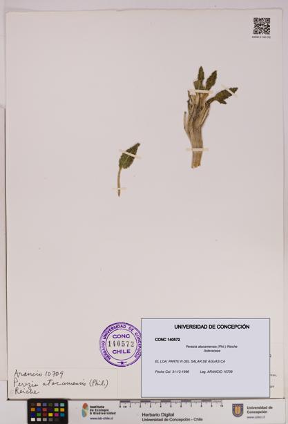 Perezia atacamensis [Espécimen: UDEC:CONC:0140572]
