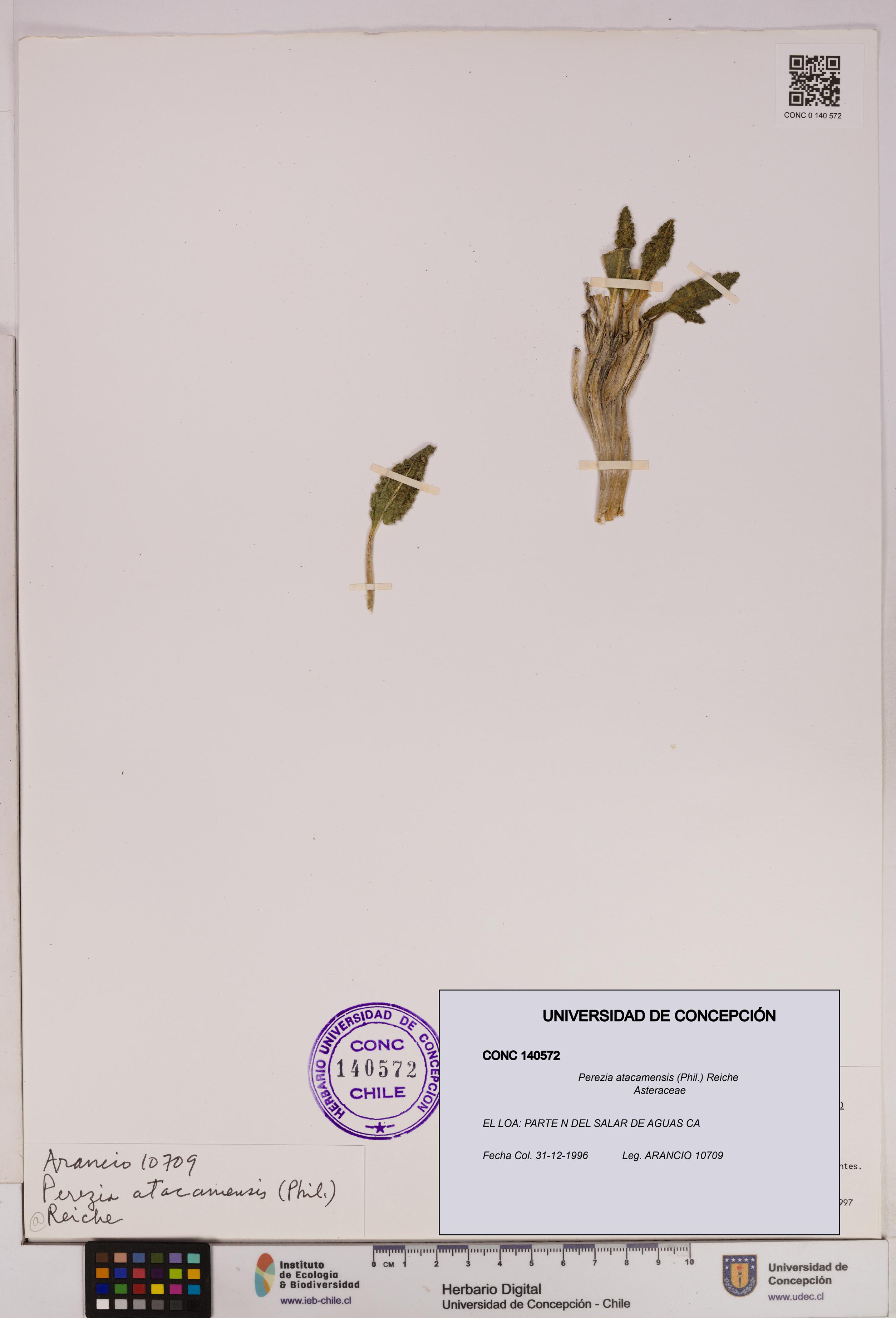 Perezia atacamensis [Espécimen: UDEC:CONC:0140572]