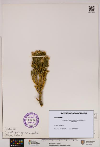 Parastrephia quadrangularis [Espécimen: UDEC:CONC:0140575]