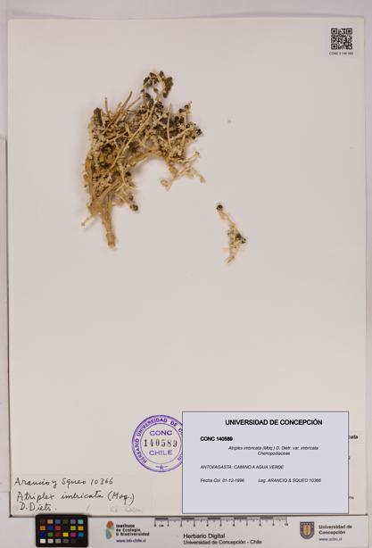 Atriplex imbricata [Espécimen: UDEC:CONC:0140589]