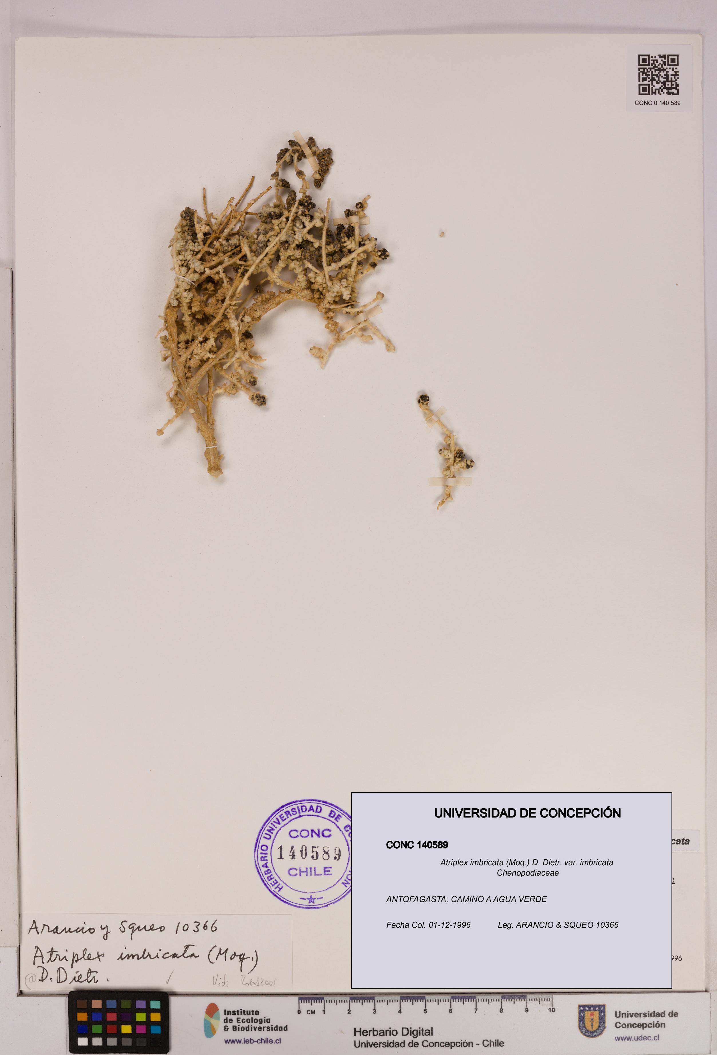 Atriplex imbricata [Espécimen: UDEC:CONC:0140589]