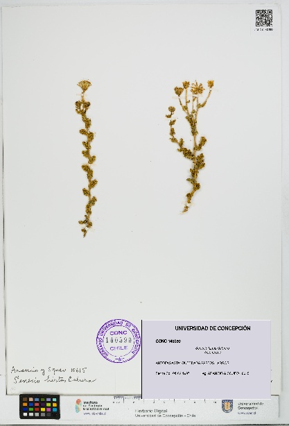 Senecio hirtus [Espécimen: UDEC:CONC:0140590]