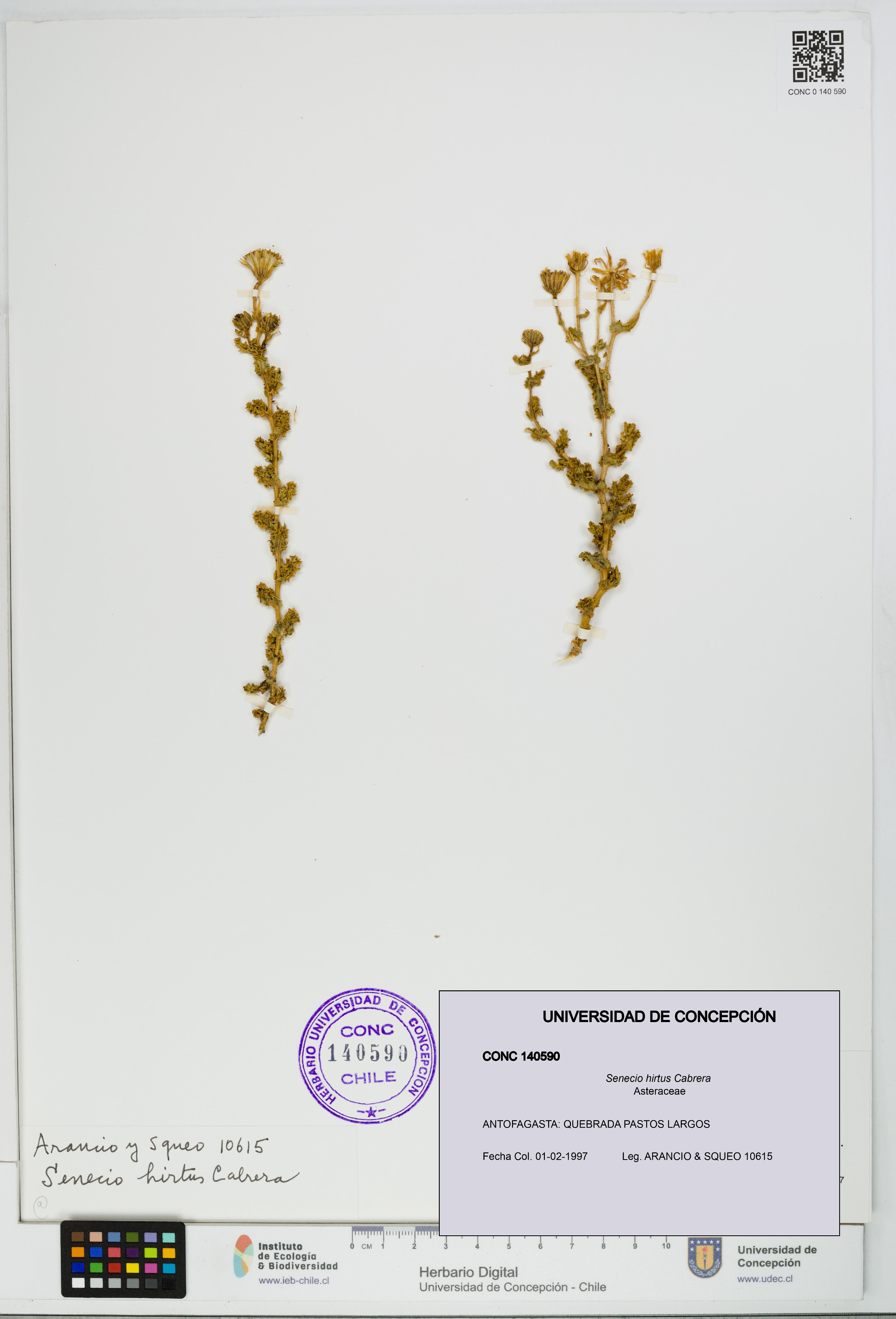 Senecio hirtus [Espécimen: UDEC:CONC:0140590]