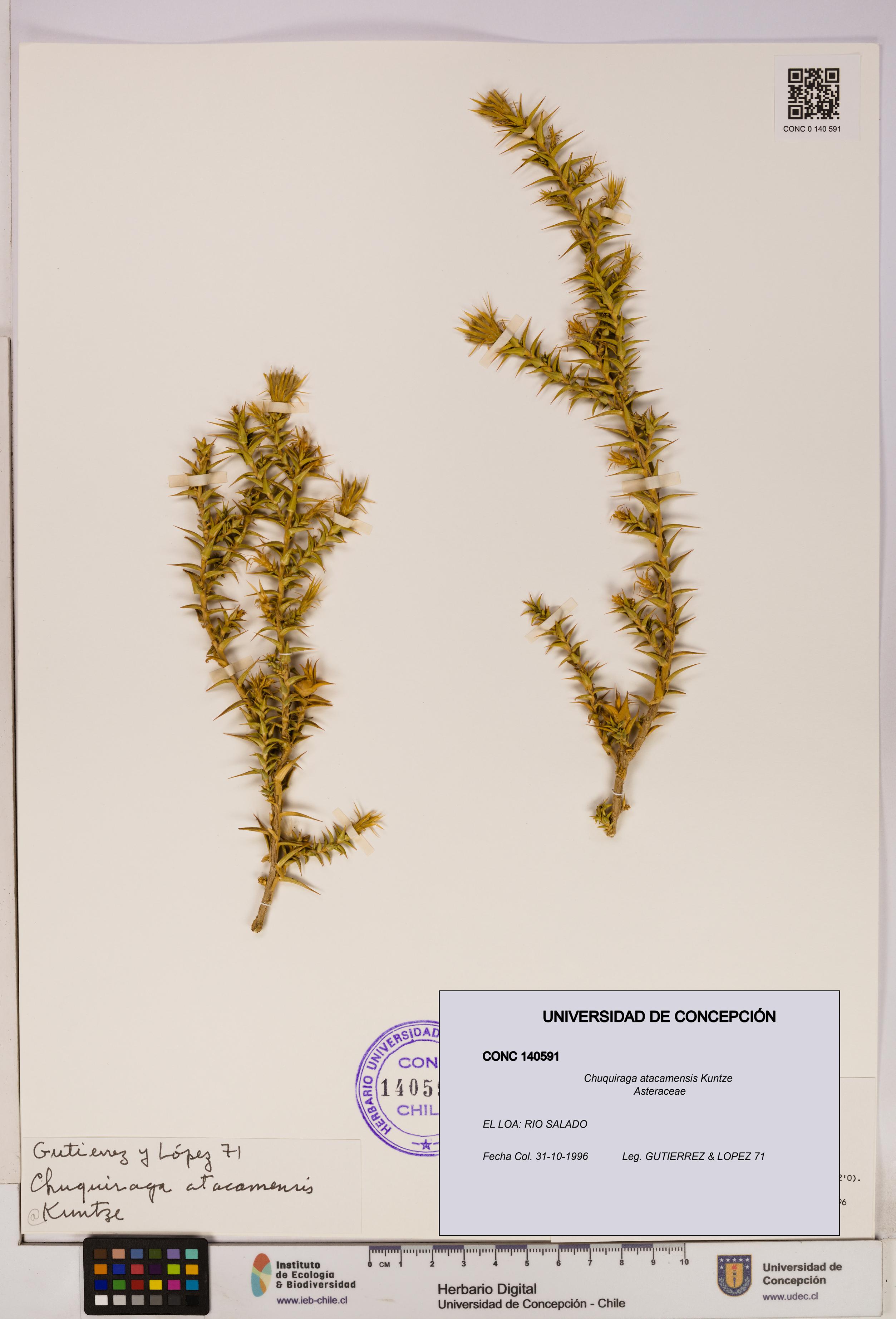 Chuquiraga atacamensis [Espécimen: UDEC:CONC:0140591]