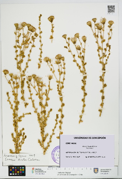 Senecio hirtus [Espécimen: UDEC:CONC:0140592]