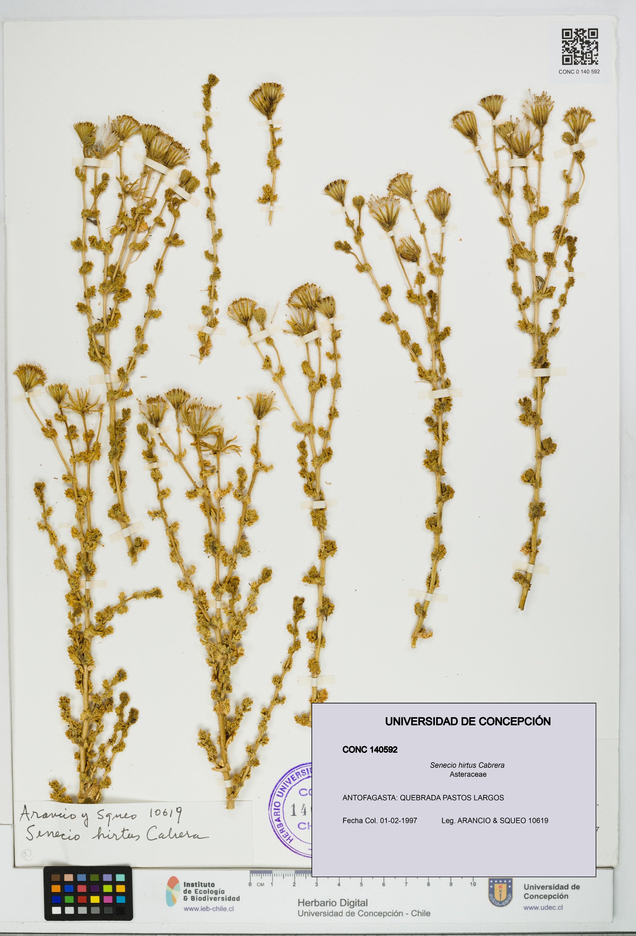 Senecio hirtus [Espécimen: UDEC:CONC:0140592]