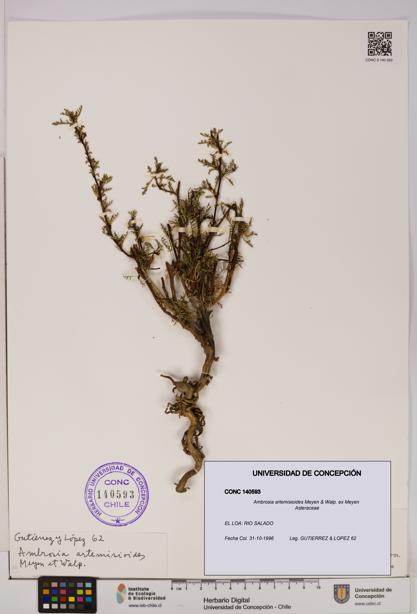 Ambrosia artemisioides [Espécimen: UDEC:CONC:0140593]