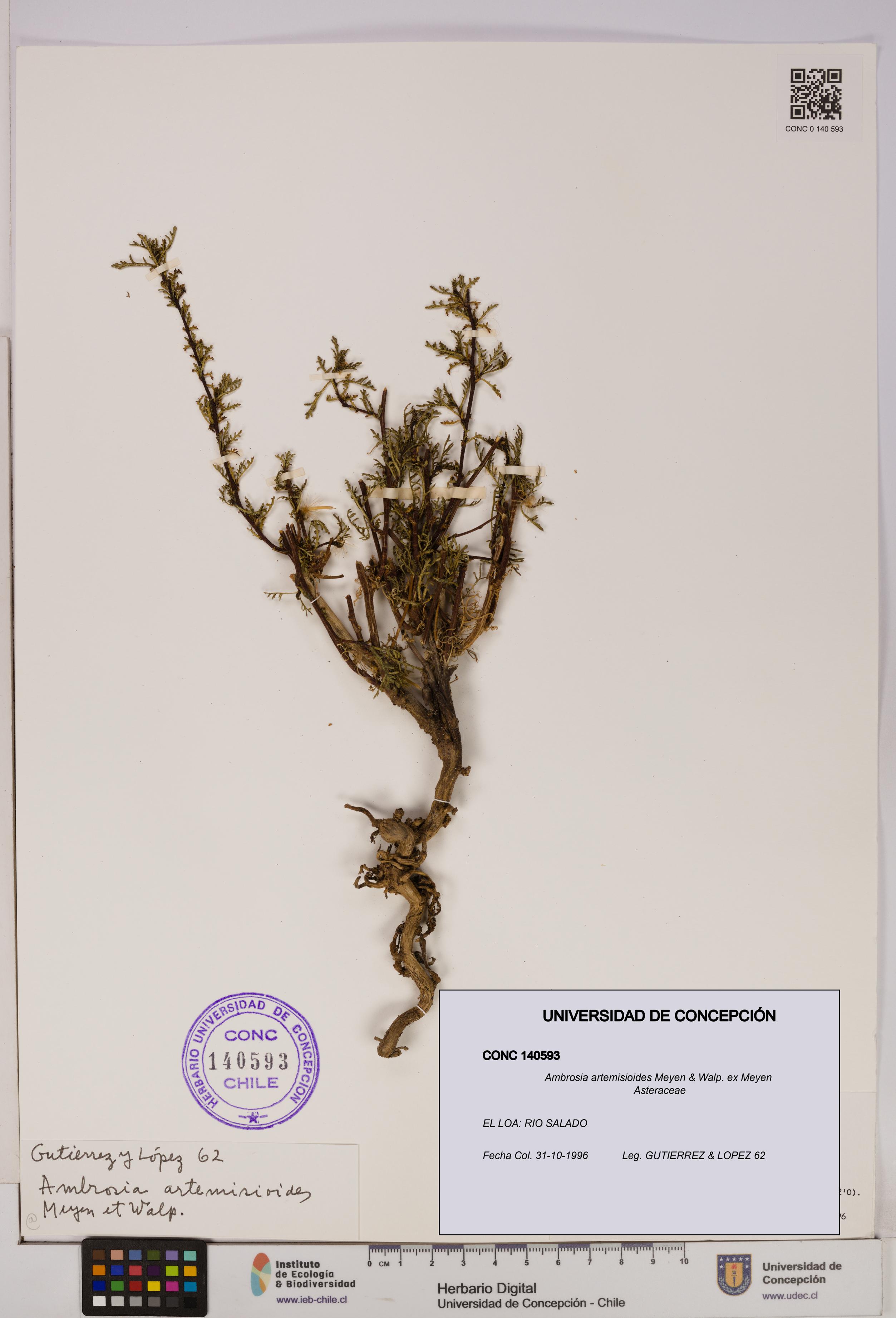 Ambrosia artemisioides [Espécimen: UDEC:CONC:0140593]