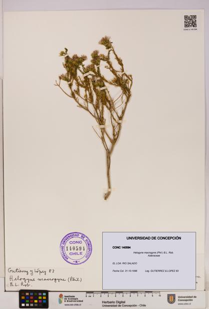 Helogyne macrogyne [Espécimen: UDEC:CONC:0140594]