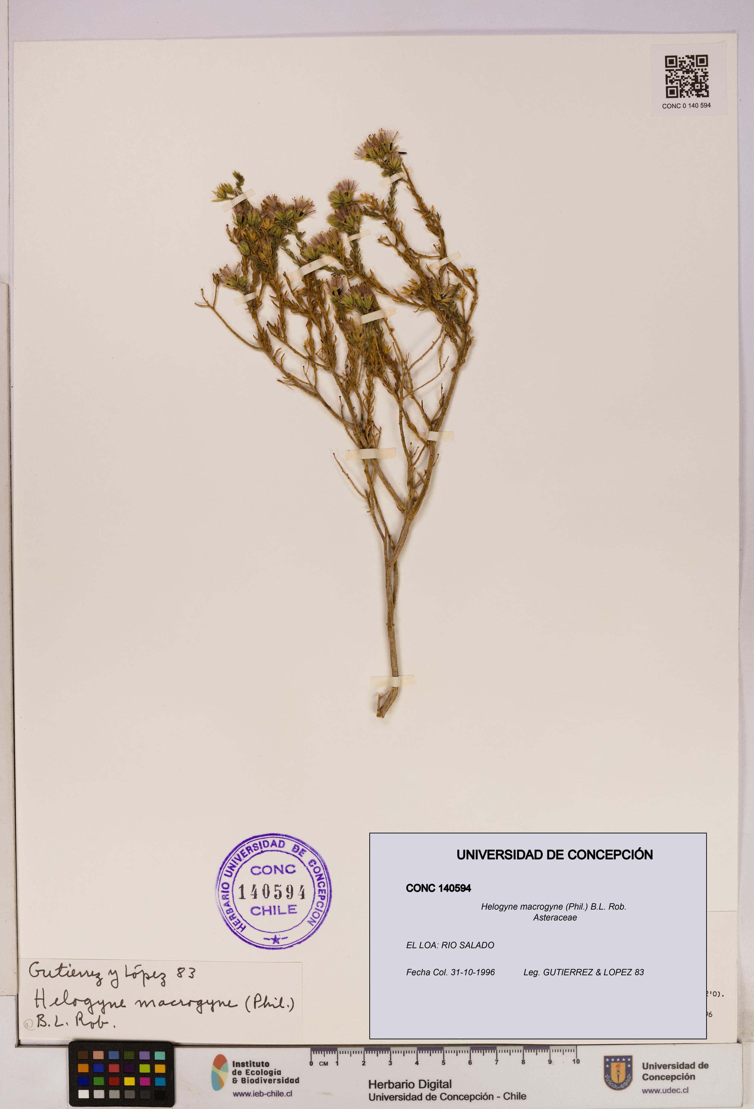 Helogyne macrogyne [Espécimen: UDEC:CONC:0140594]