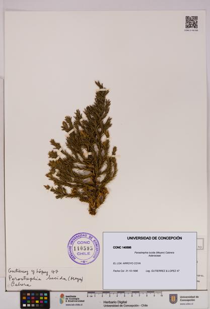 Parastrephia lucida [Espécimen: UDEC:CONC:0140595]