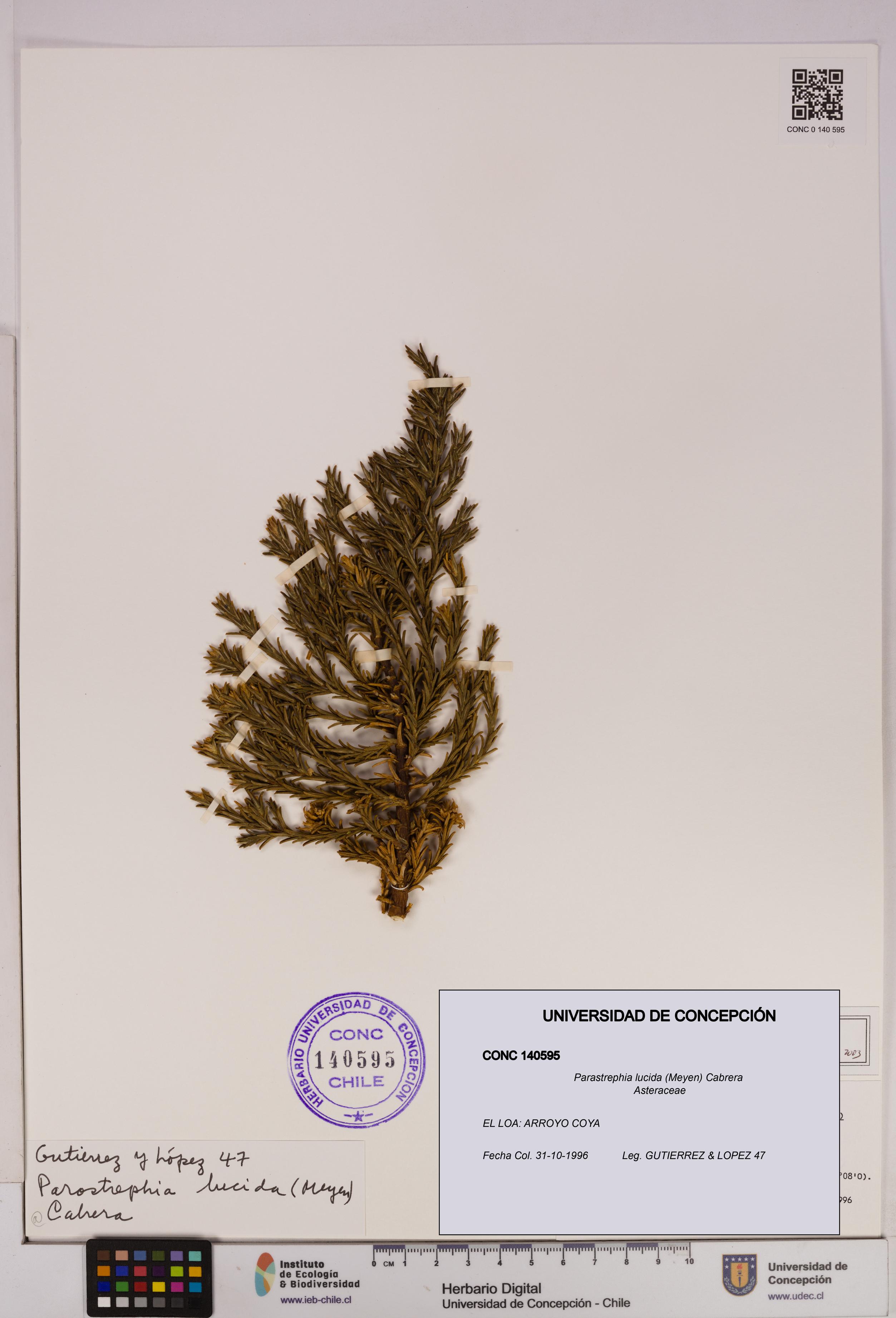 Parastrephia lucida [Espécimen: UDEC:CONC:0140595]