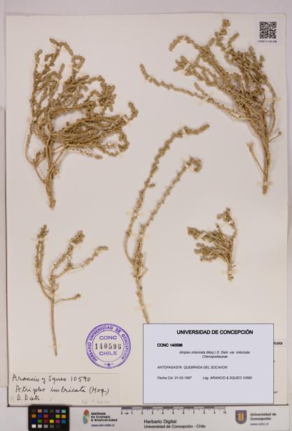 Atriplex imbricata [Espécimen: UDEC:CONC:0140596]