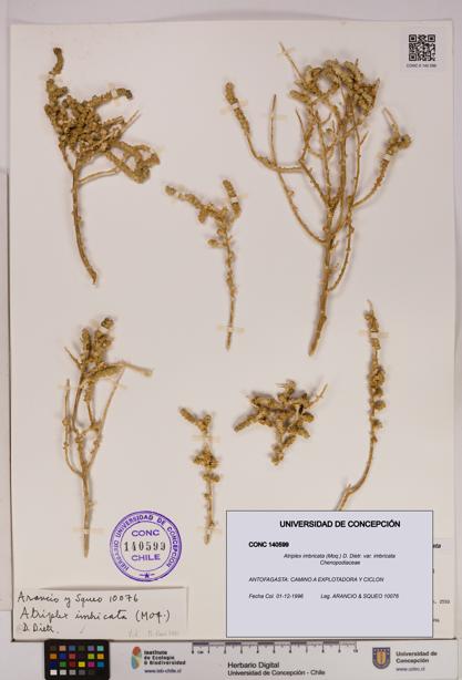 Atriplex imbricata [Espécimen: UDEC:CONC:0140599]