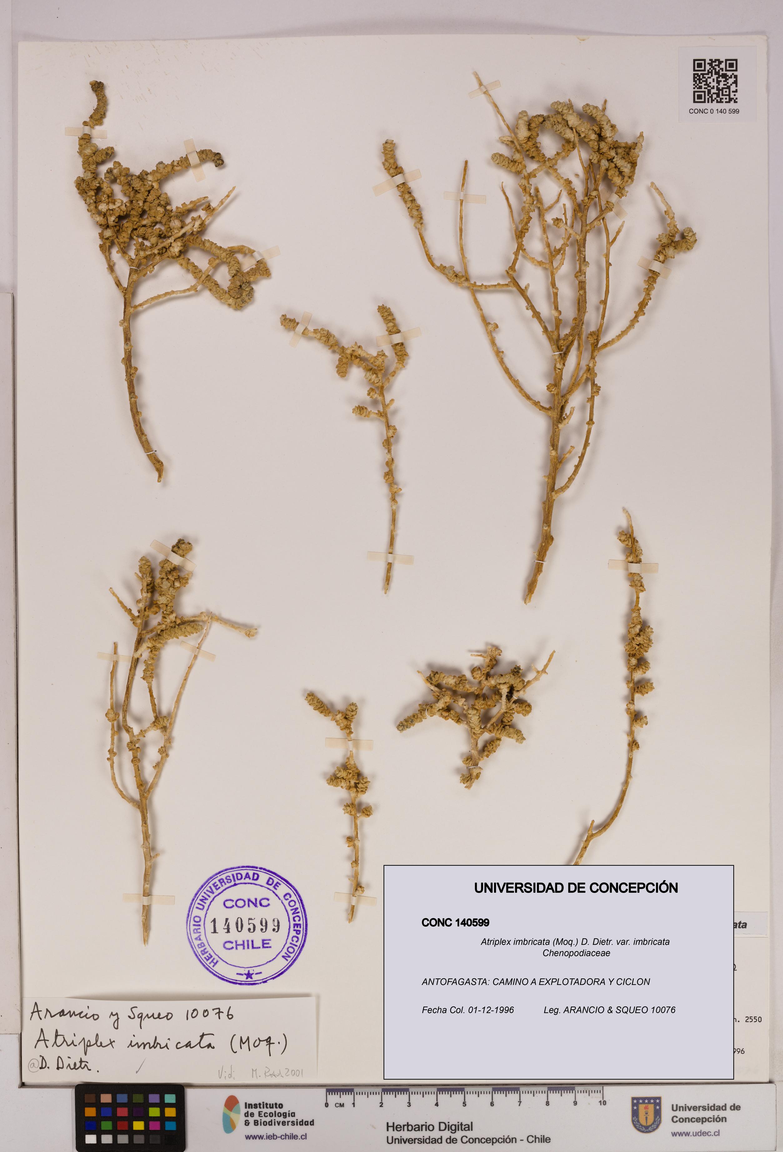 Atriplex imbricata [Espécimen: UDEC:CONC:0140599]