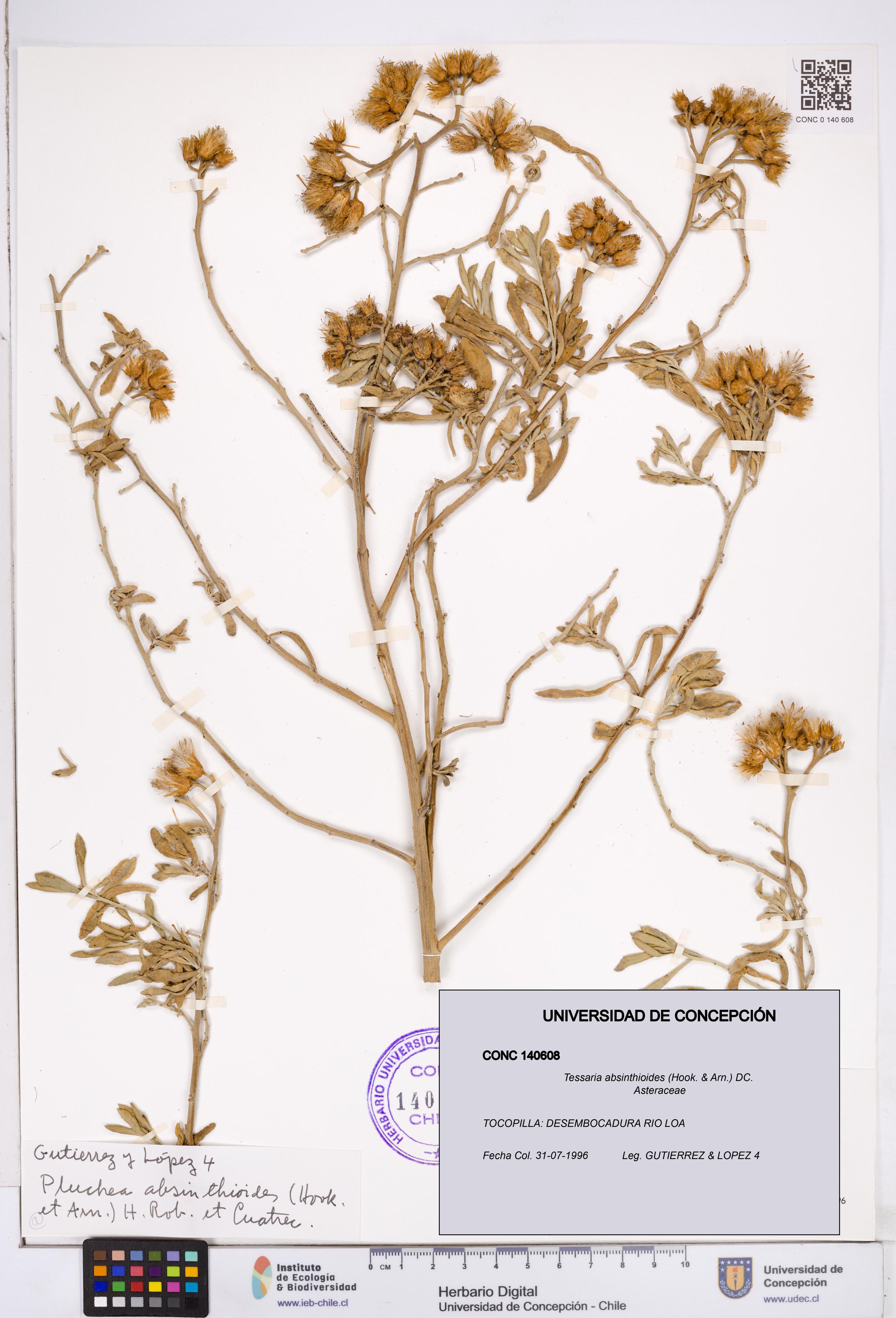 Tessaria absinthioides [Espécimen: ]