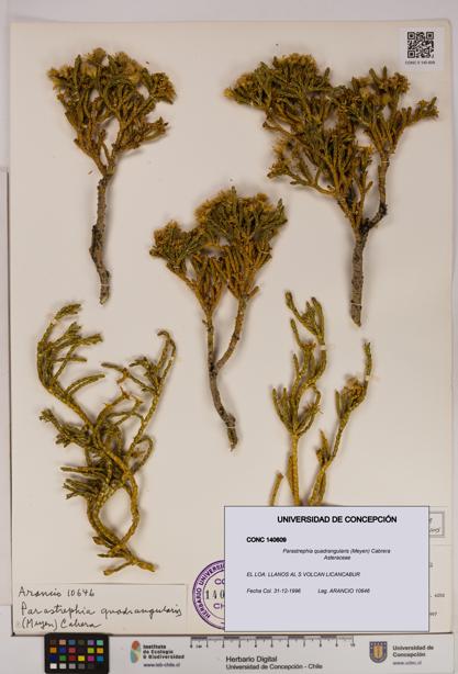 Parastrephia quadrangularis [Espécimen: UDEC:CONC:0140609]
