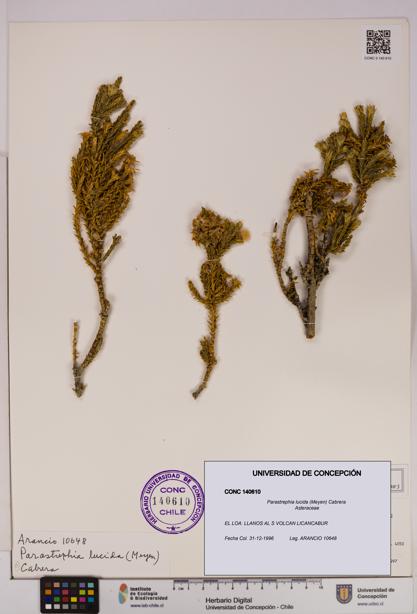 Parastrephia lucida [Espécimen: UDEC:CONC:0140610]