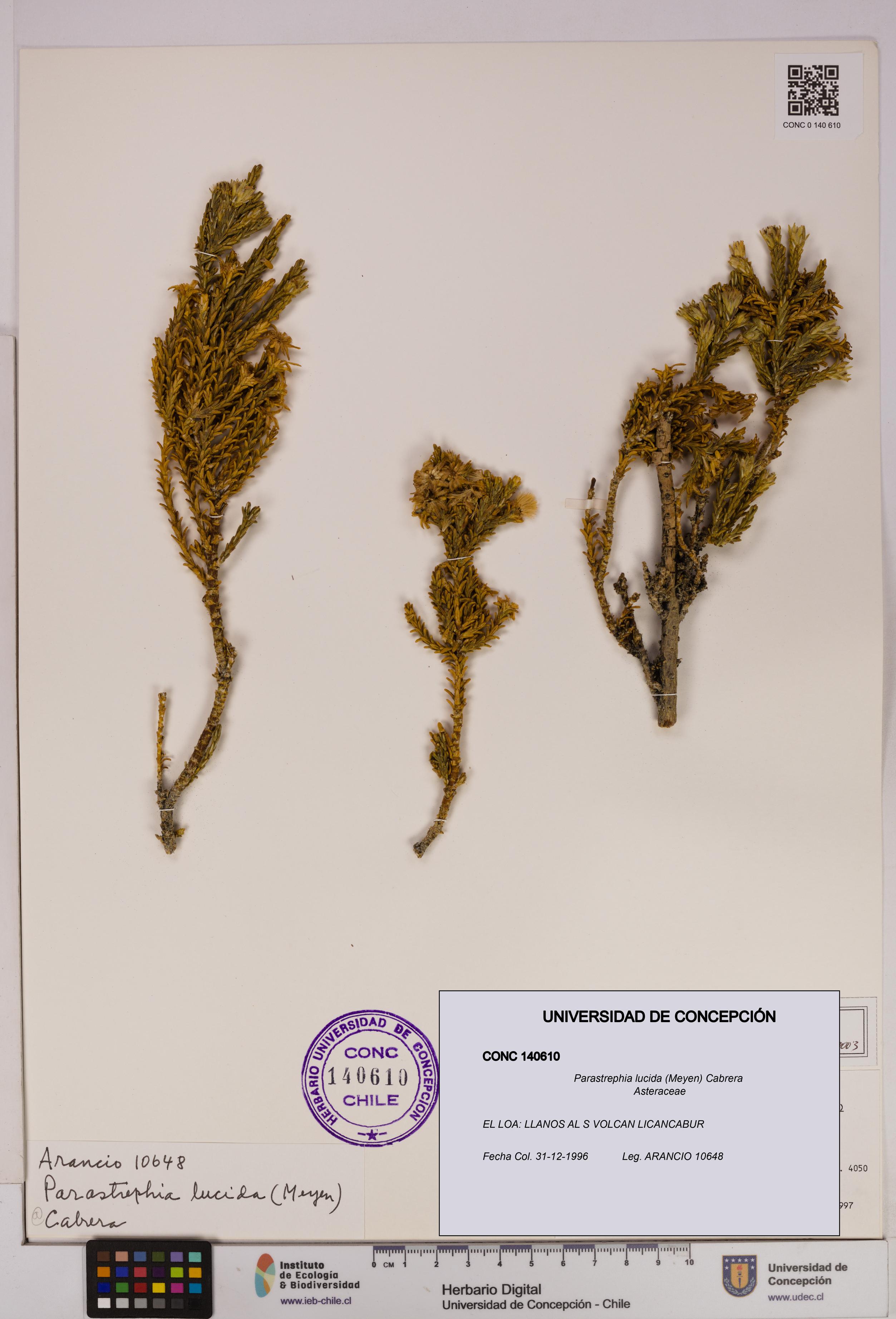 Parastrephia lucida [Espécimen: UDEC:CONC:0140610]