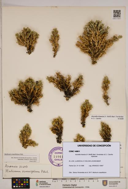 Azorella trisecta [Espécimen: ]