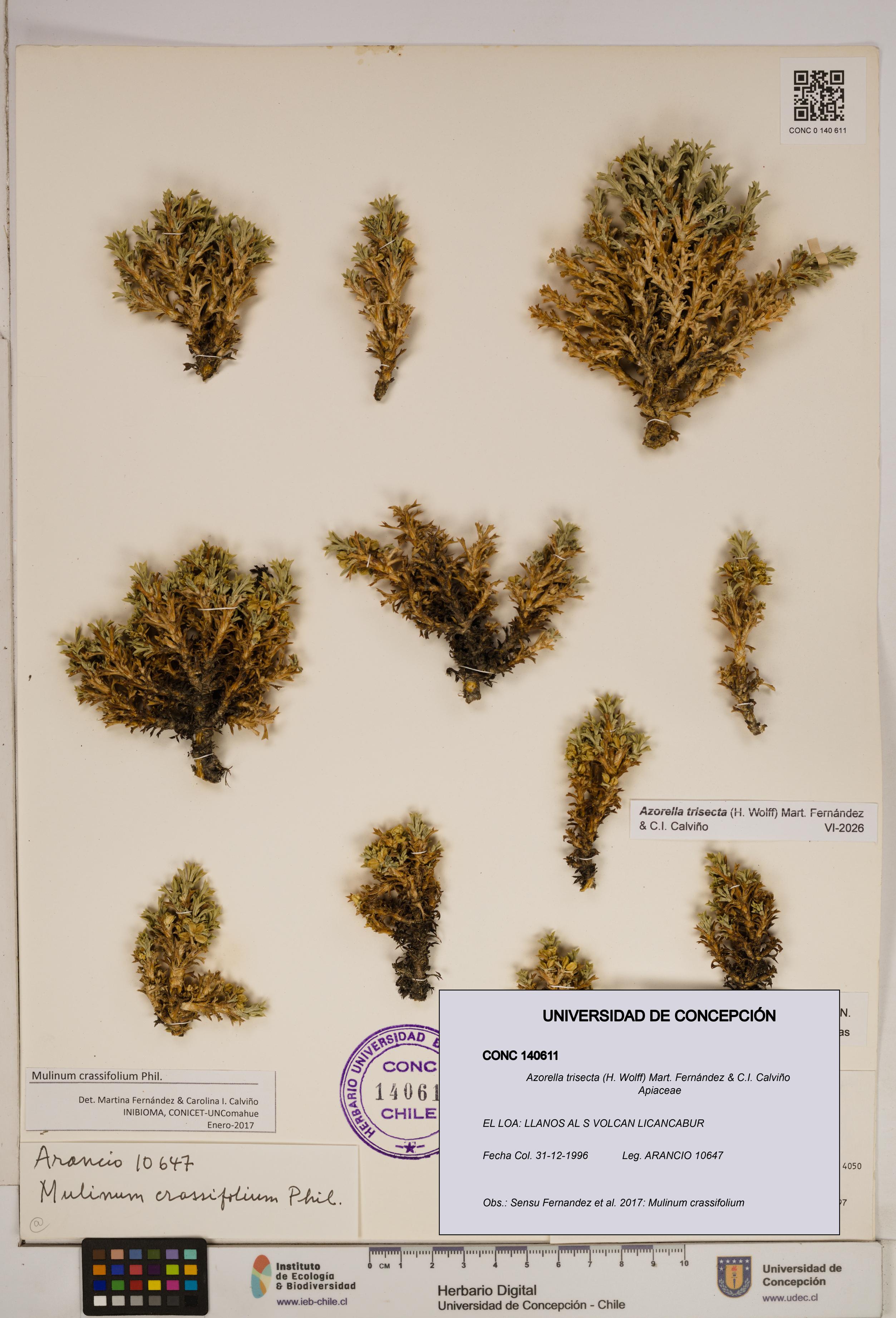 Azorella trisecta [Espécimen: ]