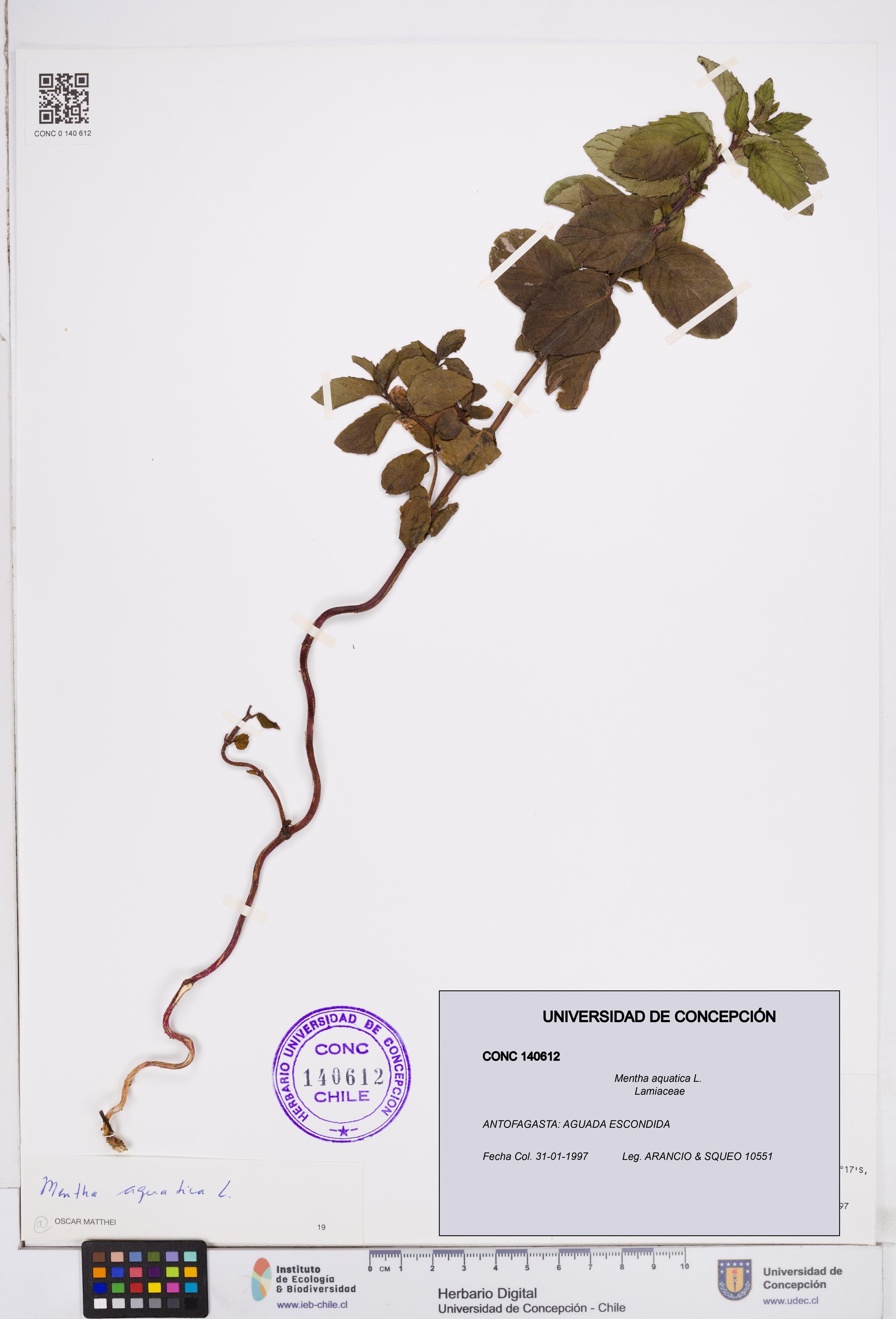 Mentha aquatica [Espécimen: ]