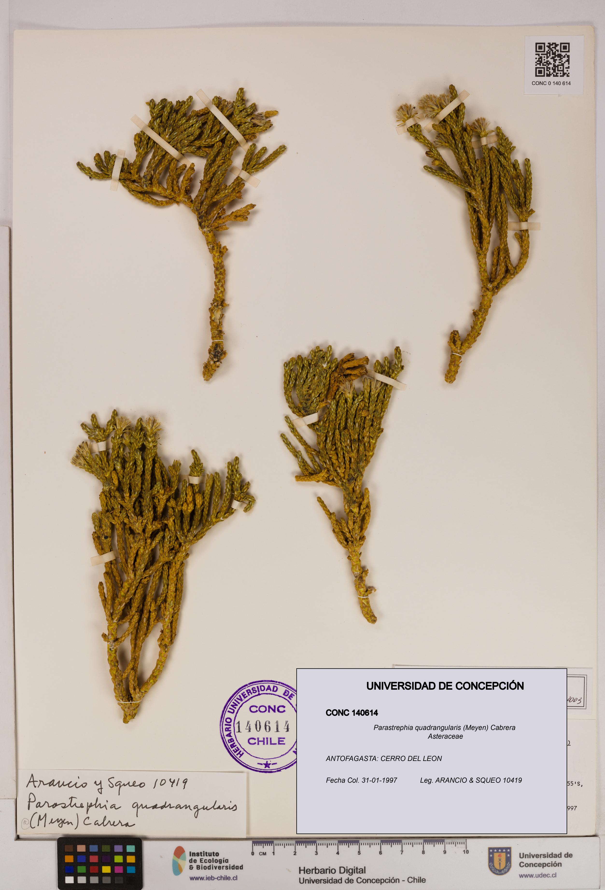 Parastrephia quadrangularis [Espécimen: UDEC:CONC:0140614]
