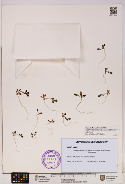 Cistanthe sitiens [Espécimen: UDEC:CONC:0140631]