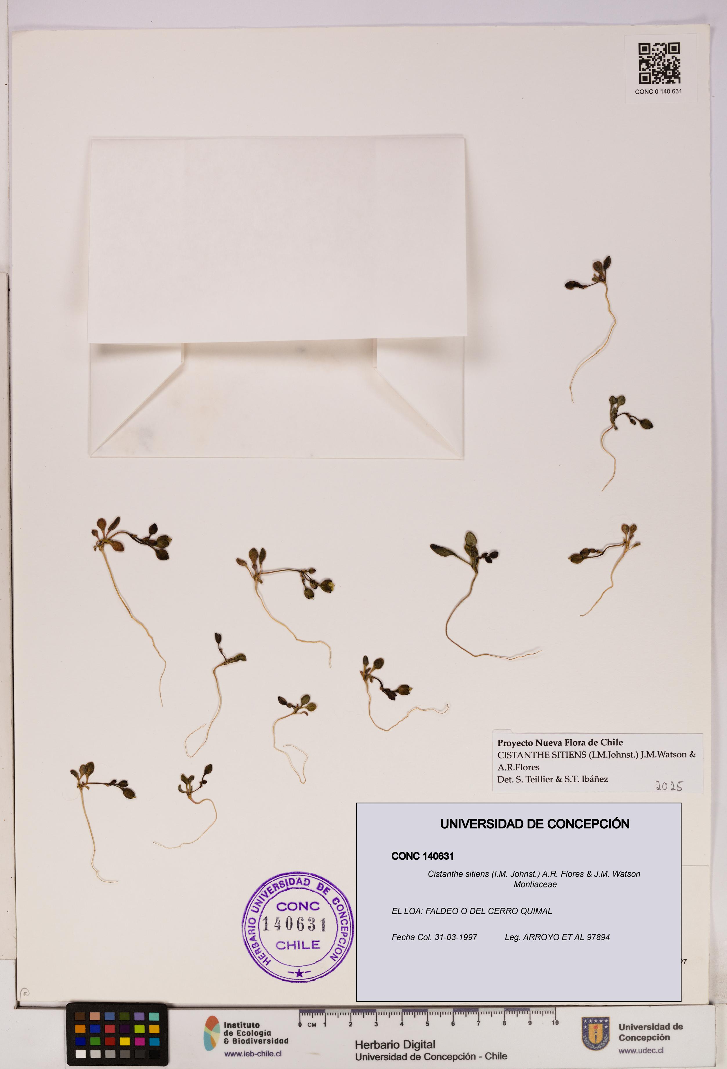 Cistanthe sitiens [Espécimen: UDEC:CONC:0140631]