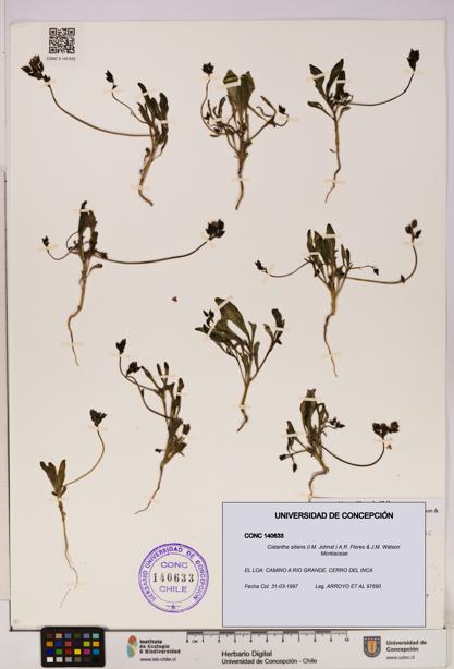 Cistanthe sitiens [Espécimen: UDEC:CONC:0140633]