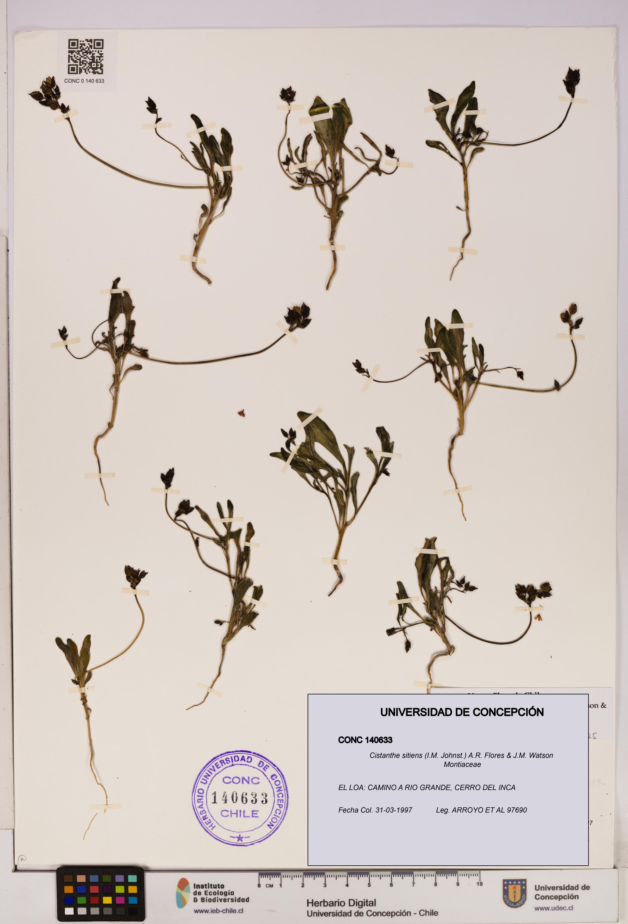 Cistanthe sitiens [Espécimen: UDEC:CONC:0140633]