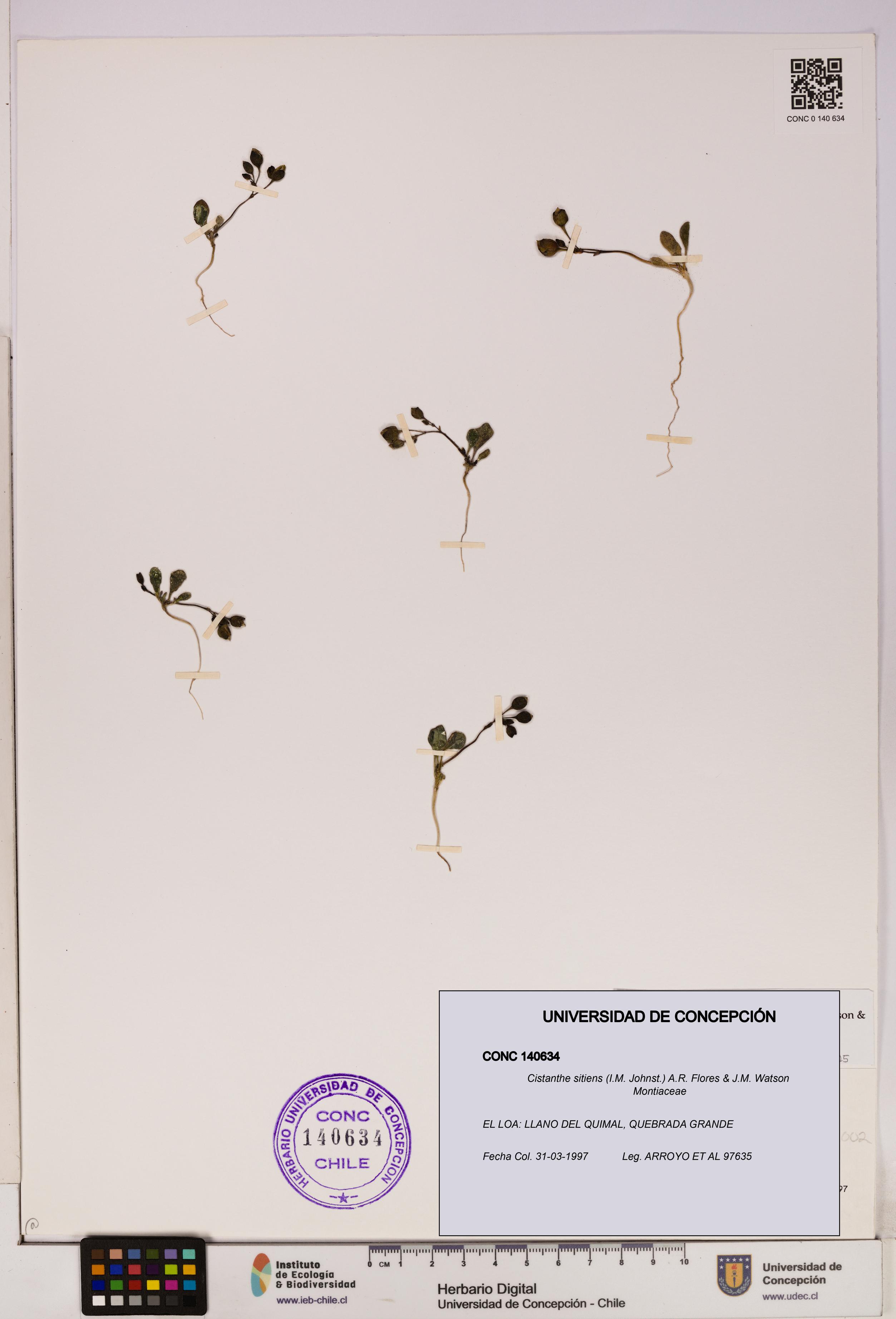 Cistanthe sitiens [Espécimen: UDEC:CONC:0140634]