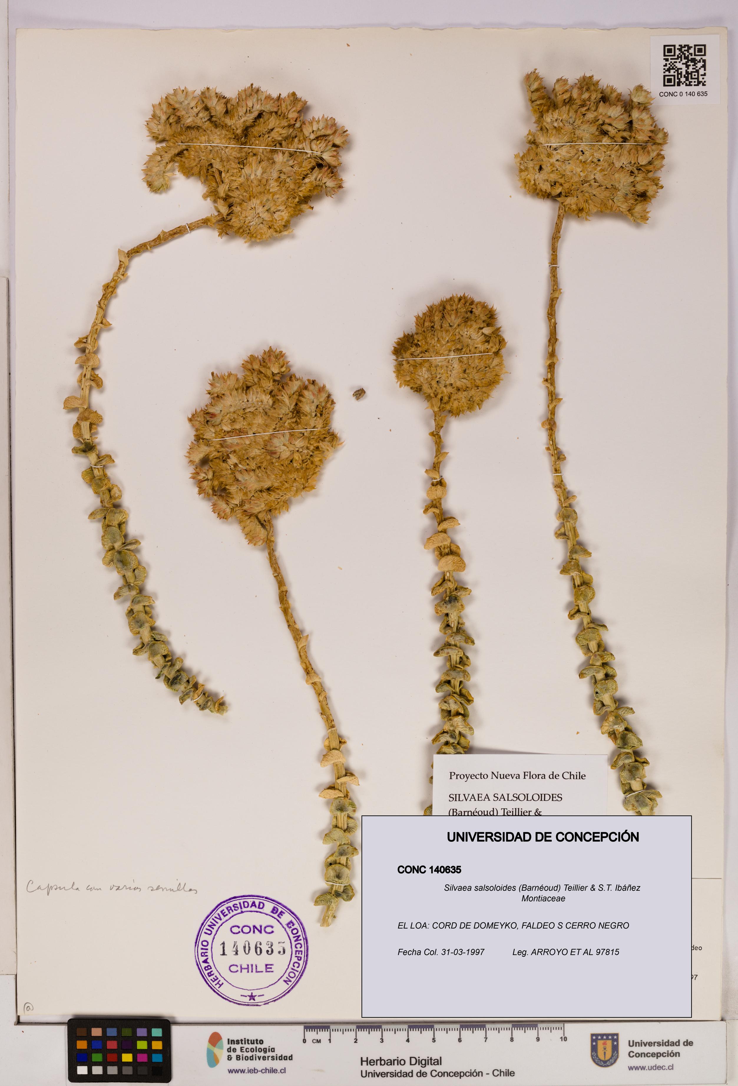 Silvaea salsoloides [Espécimen: UDEC:CONC:0140635]