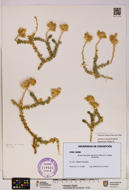 Silvaea salsoloides [Espécimen: UDEC:CONC:0140636]