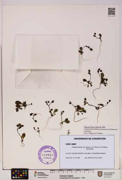 Cistanthe sitiens [Espécimen: UDEC:CONC:0140637]