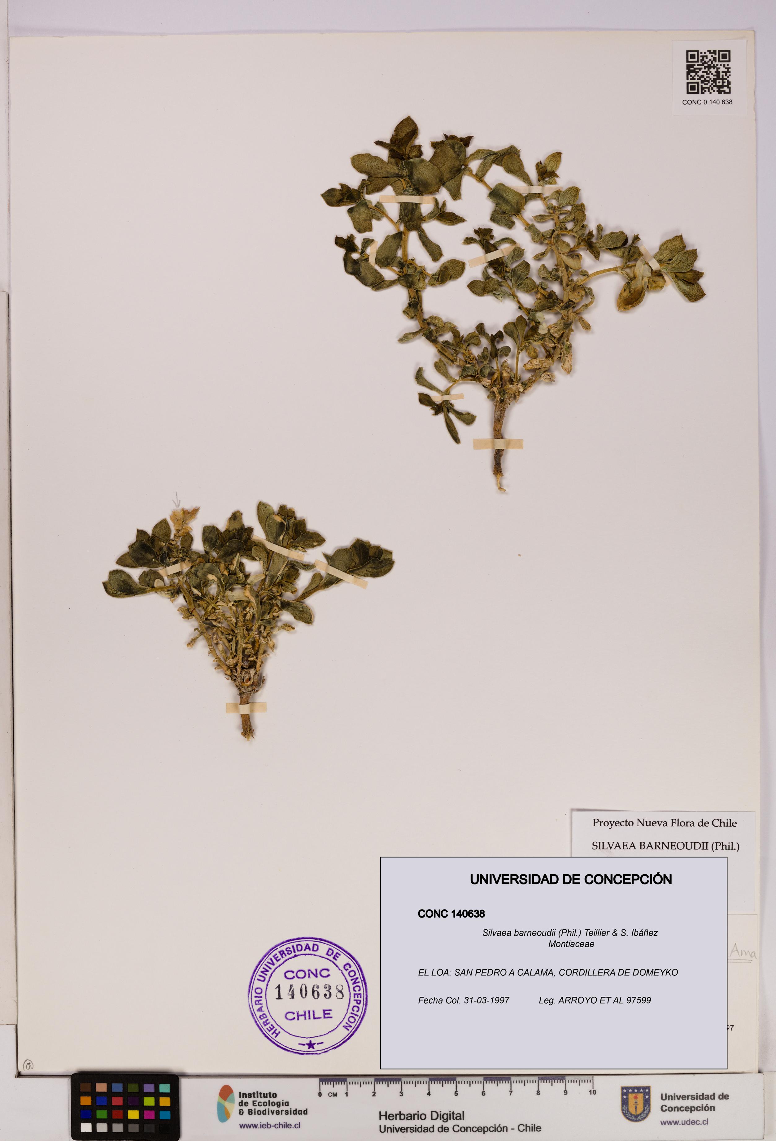 Silvaea barneoudii [Espécimen: UDEC:CONC:0140638]