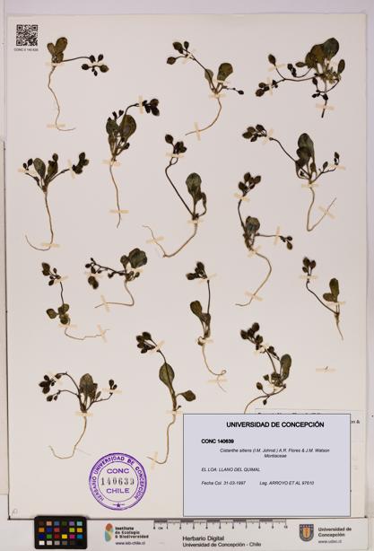 Cistanthe sitiens [Espécimen: UDEC:CONC:0140639]