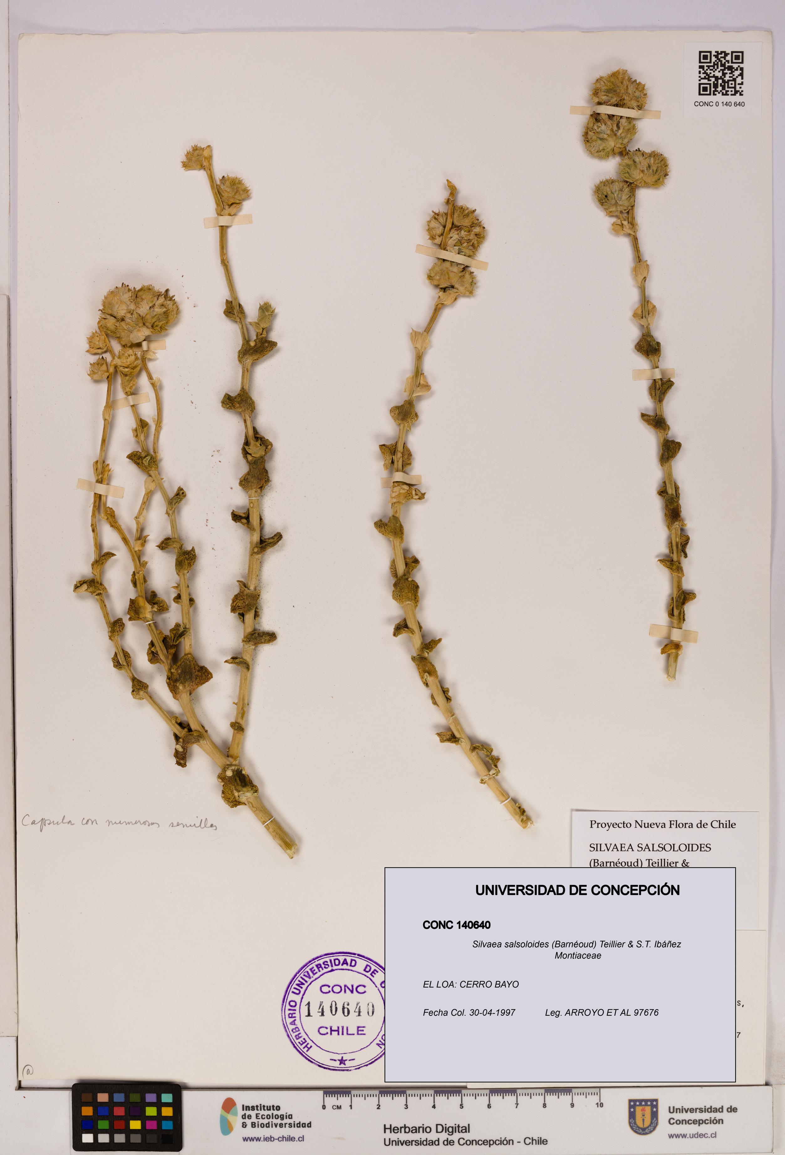 Silvaea salsoloides [Espécimen: UDEC:CONC:0140640]