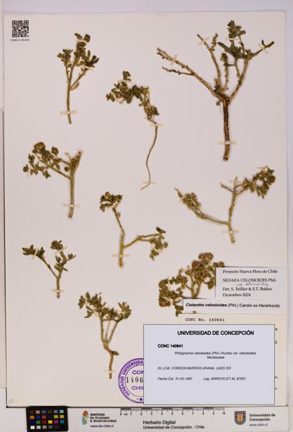 Philippiamra celosioides [Espécimen: ]