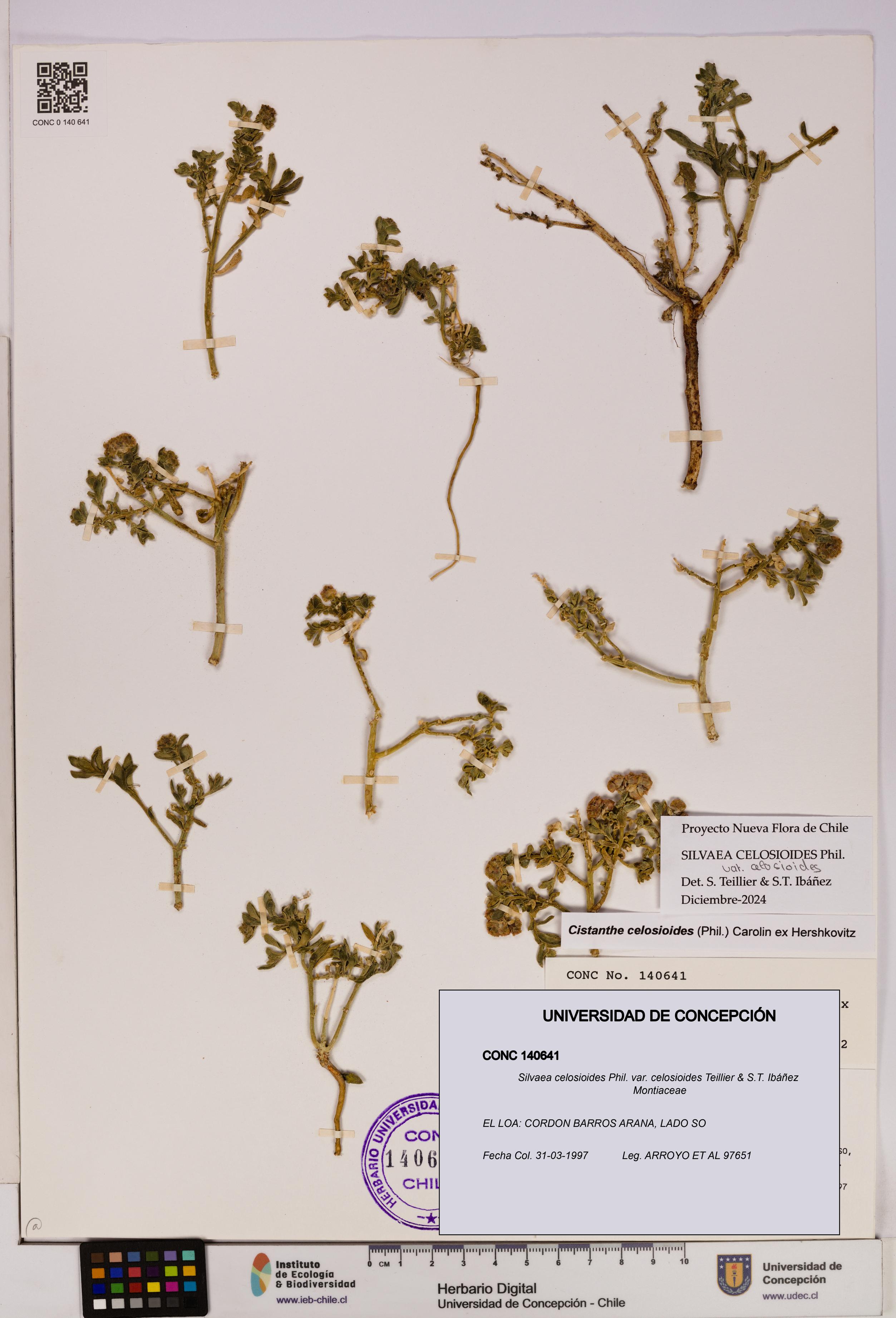 Silvaea celosioides var. celosioides [Espécimen: UDEC:CONC:0140641]
