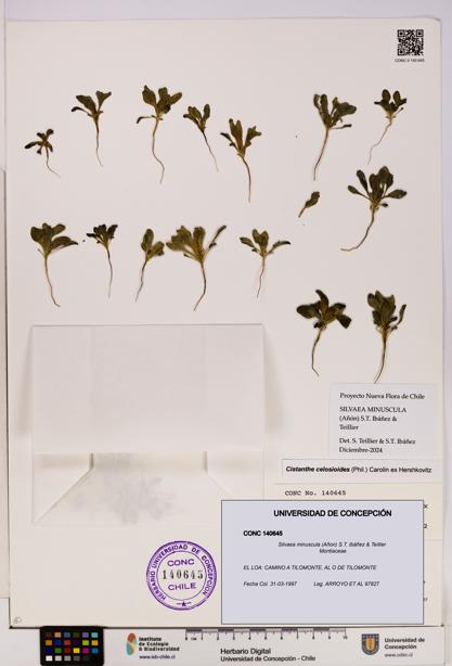 Silvaea minuscula [Espécimen: UDEC:CONC:0140645]