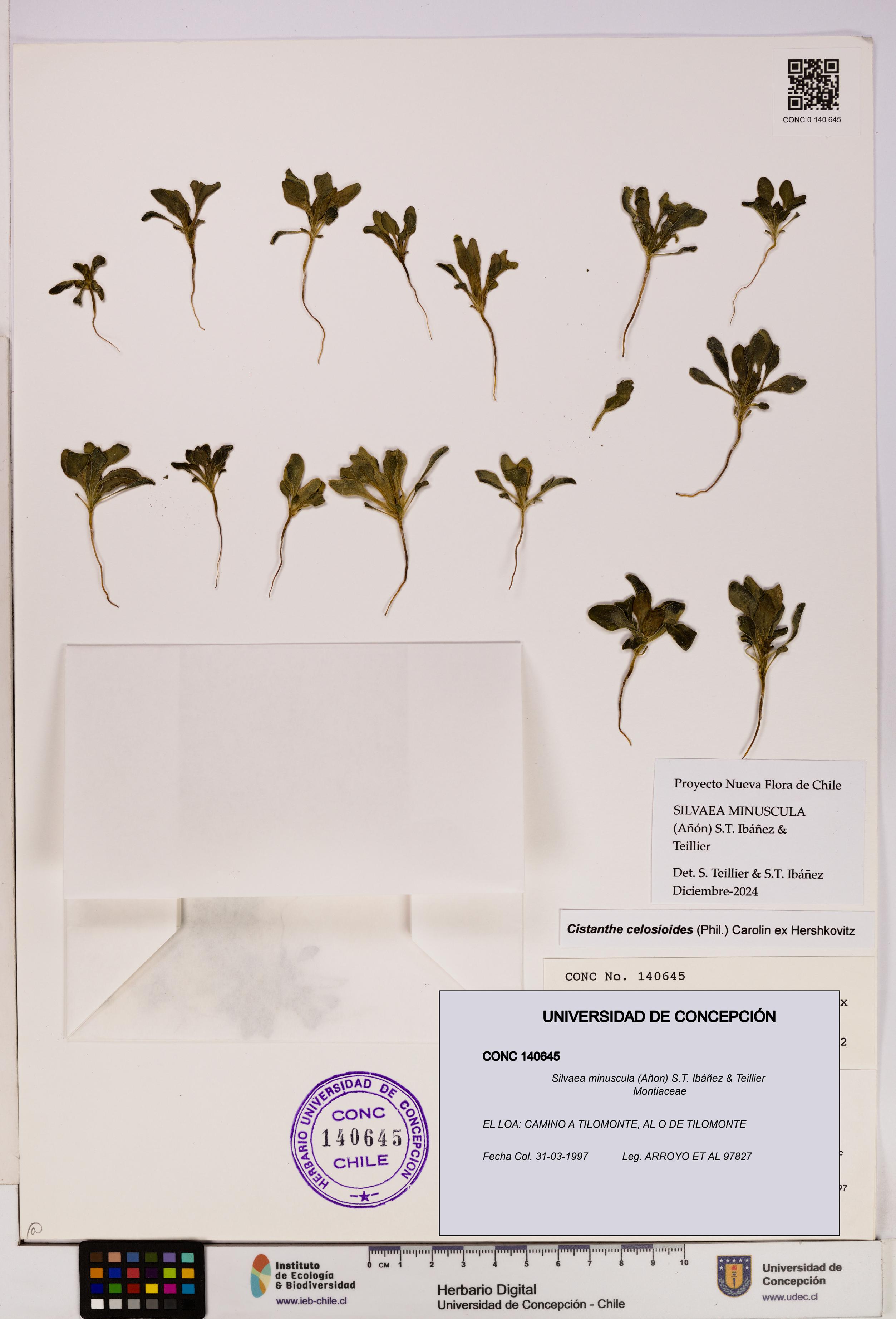 Silvaea minuscula [Espécimen: UDEC:CONC:0140645]