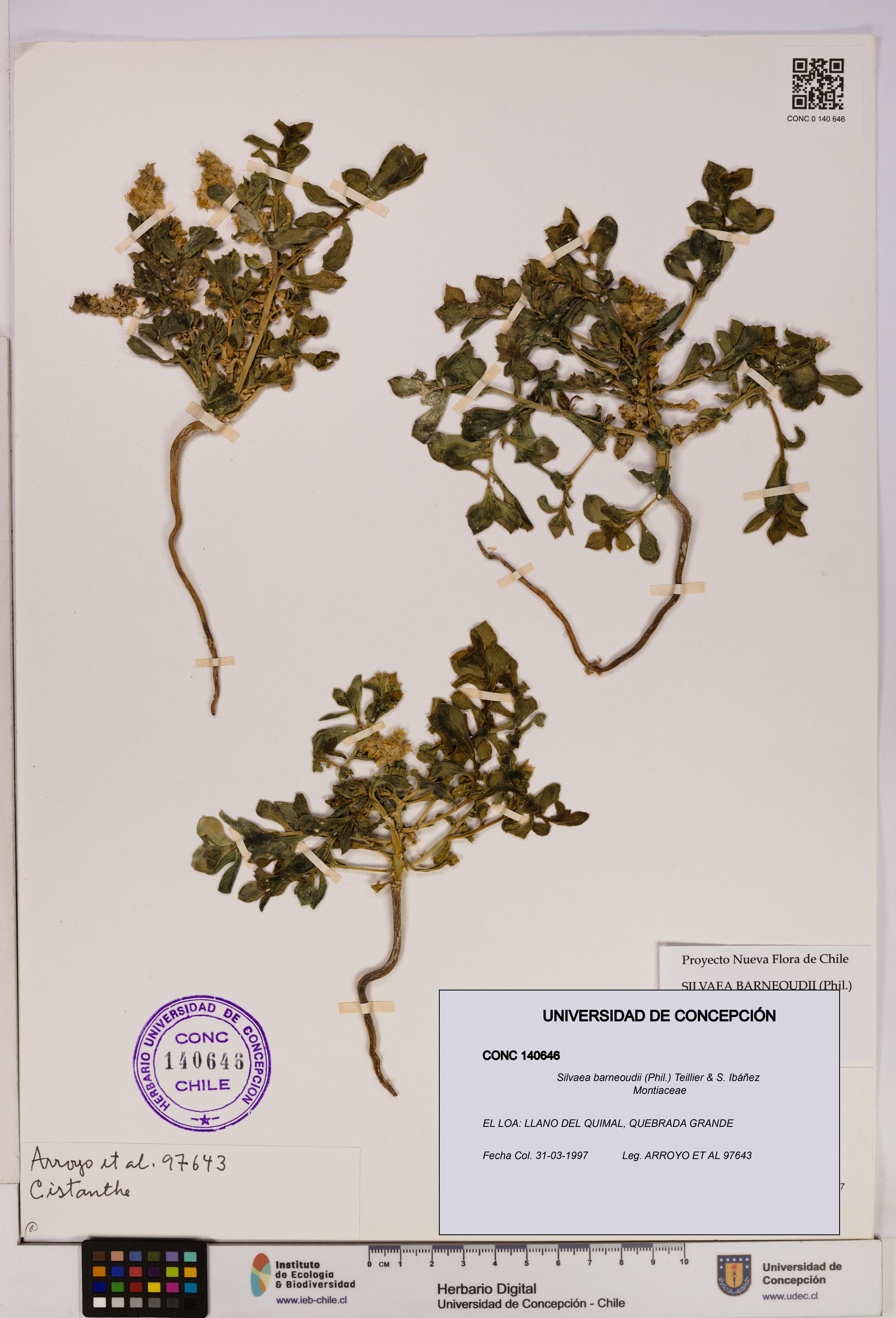 Silvaea barneoudii [Espécimen: UDEC:CONC:0140646]