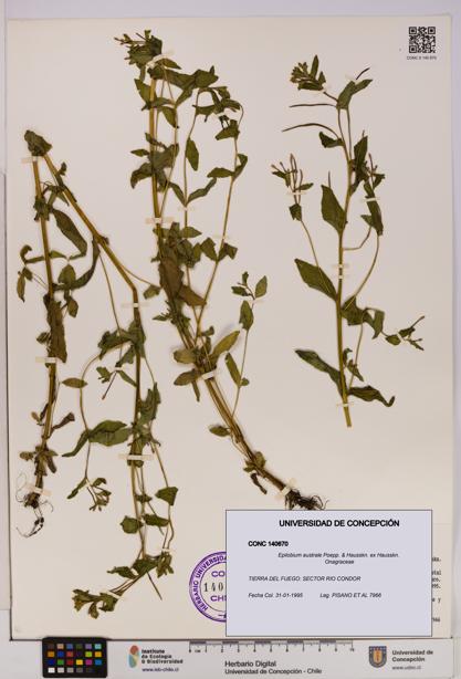 Epilobium australe [Espécimen: UDEC:CONC:0140670]
