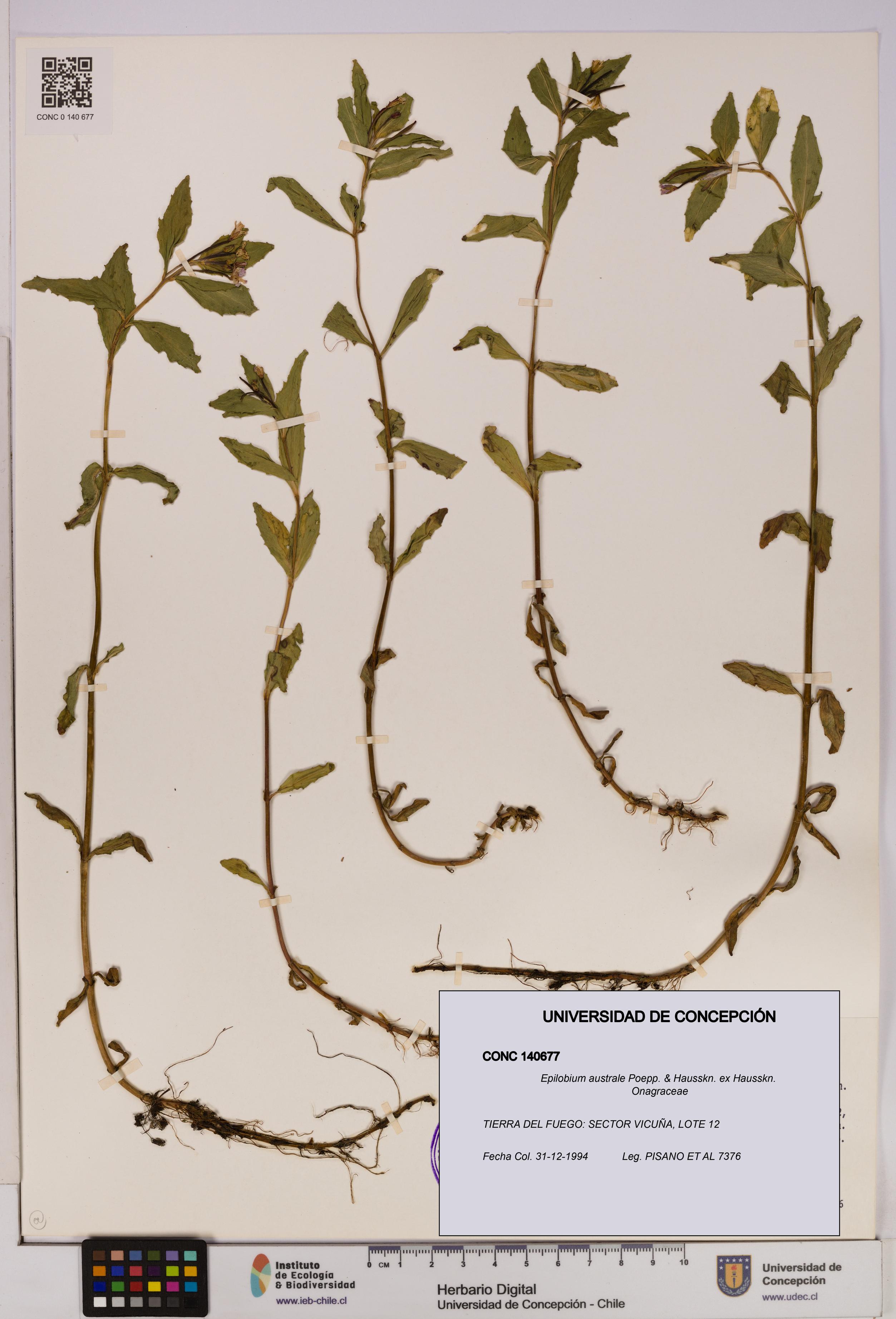 Epilobium australe [Espécimen: UDEC:CONC:0140677]