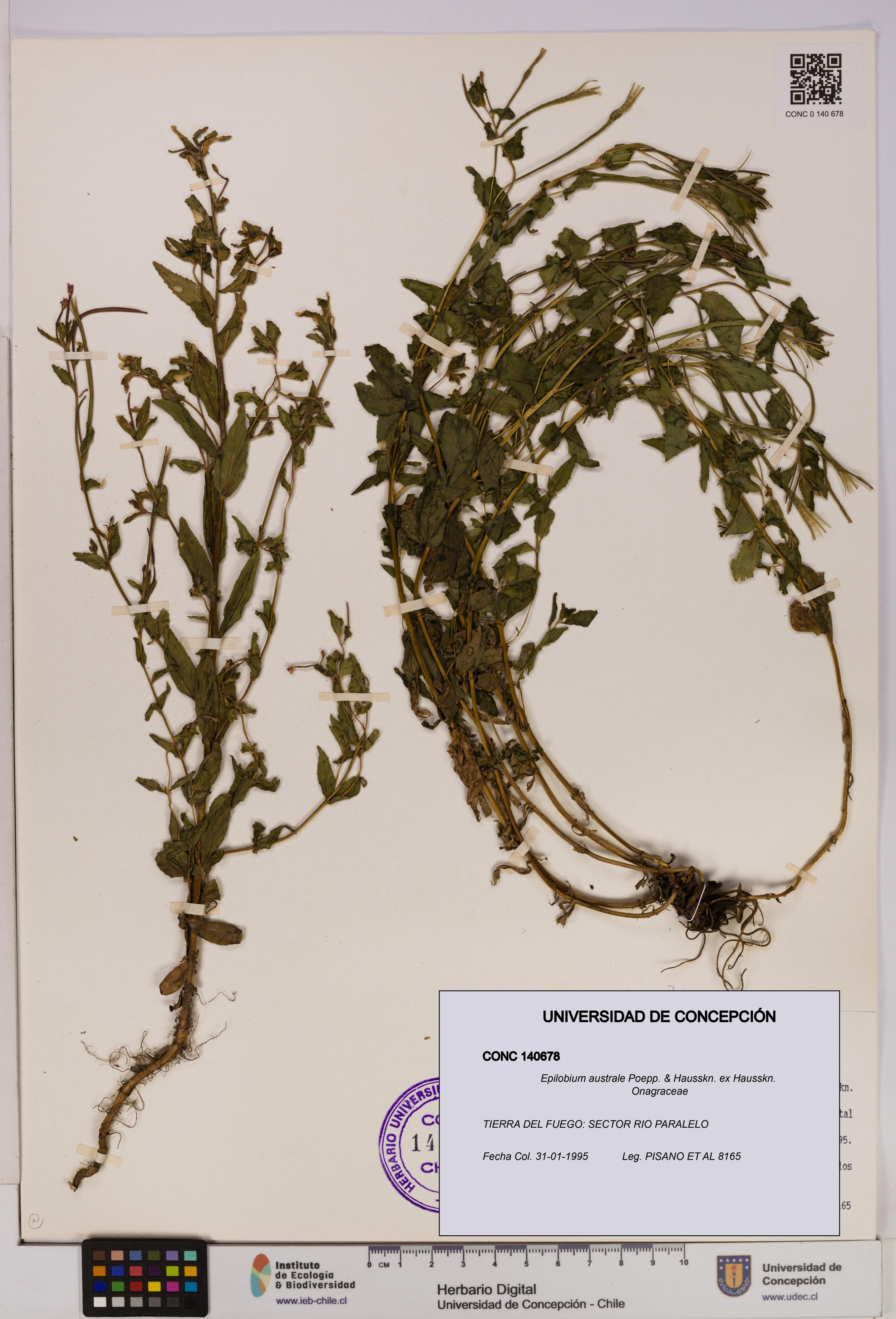 Epilobium australe [Espécimen: UDEC:CONC:0140678]